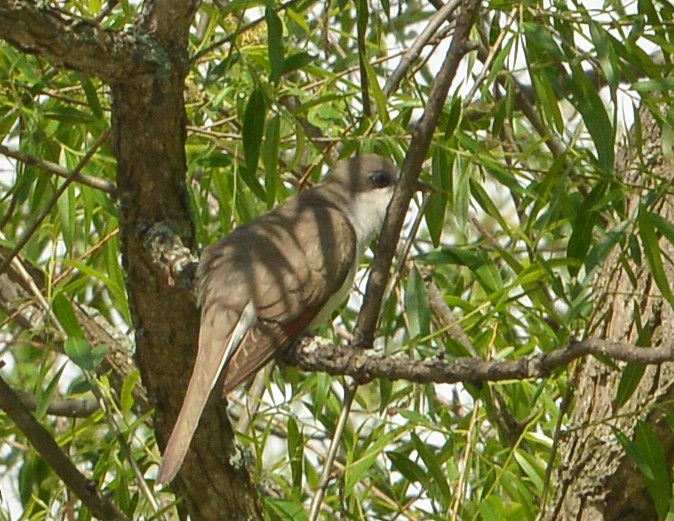 Yellow-billed Cuckoo - ML619229804