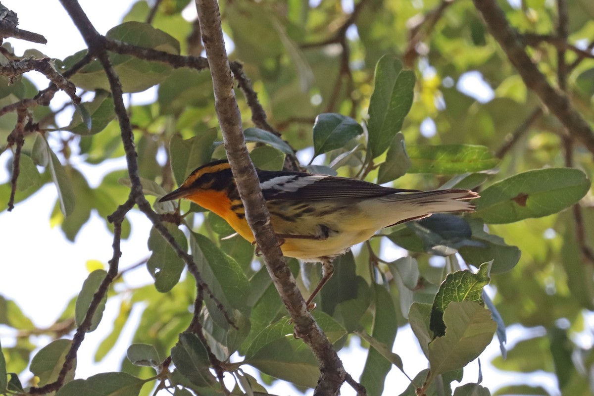 Blackburnian Warbler - Leslie Linehan