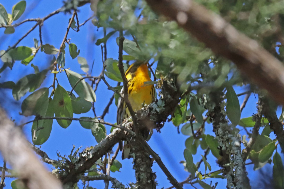 Blackburnian Warbler - Leslie Linehan