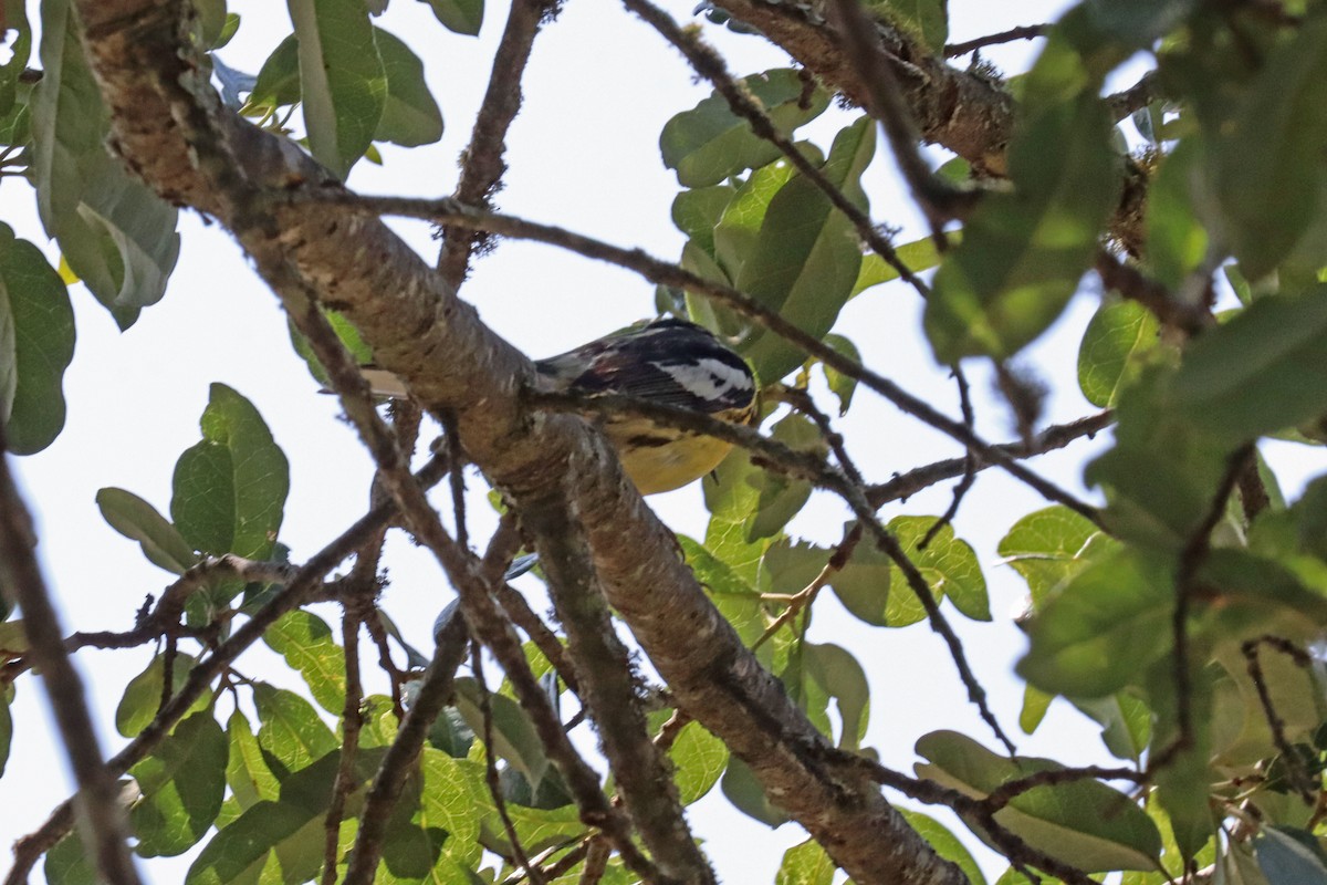 Blackburnian Warbler - Leslie Linehan