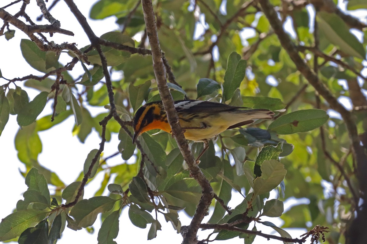 Blackburnian Warbler - Leslie Linehan