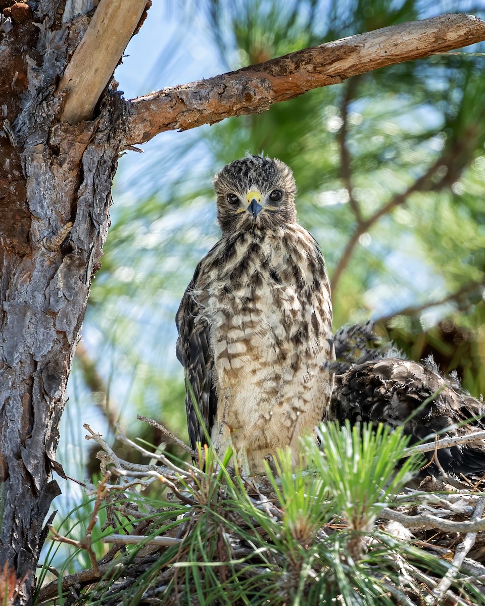 Red-shouldered Hawk - Keith Kennedy