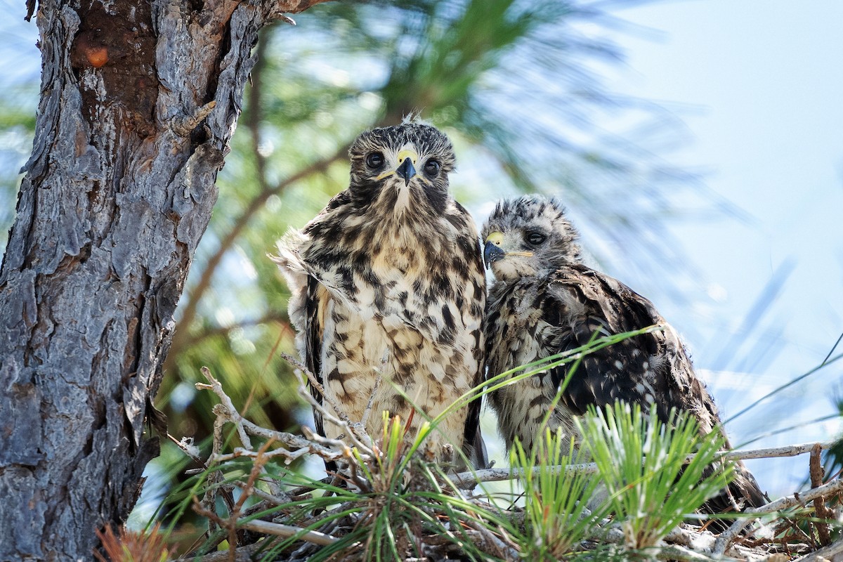 Red-shouldered Hawk - Keith Kennedy