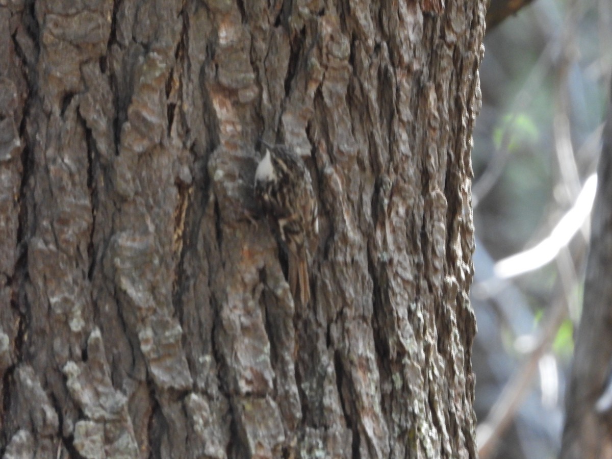 Brown Creeper - Manuel Alejandro Rodriguez Martinez