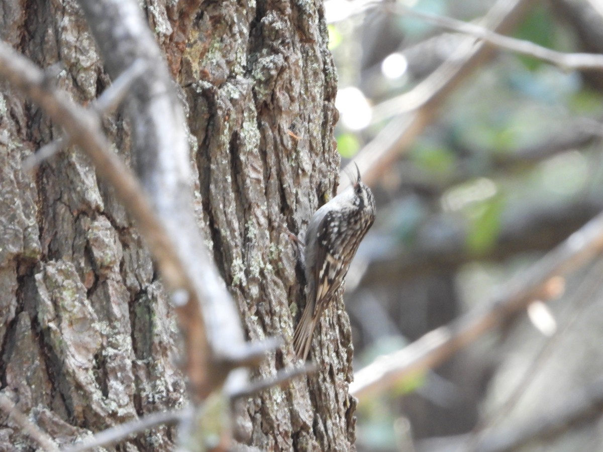 Brown Creeper - Manuel Alejandro Rodriguez Martinez