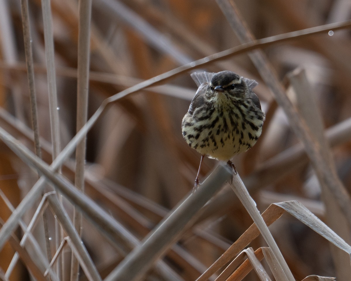 Northern Waterthrush - Nathan Thokle