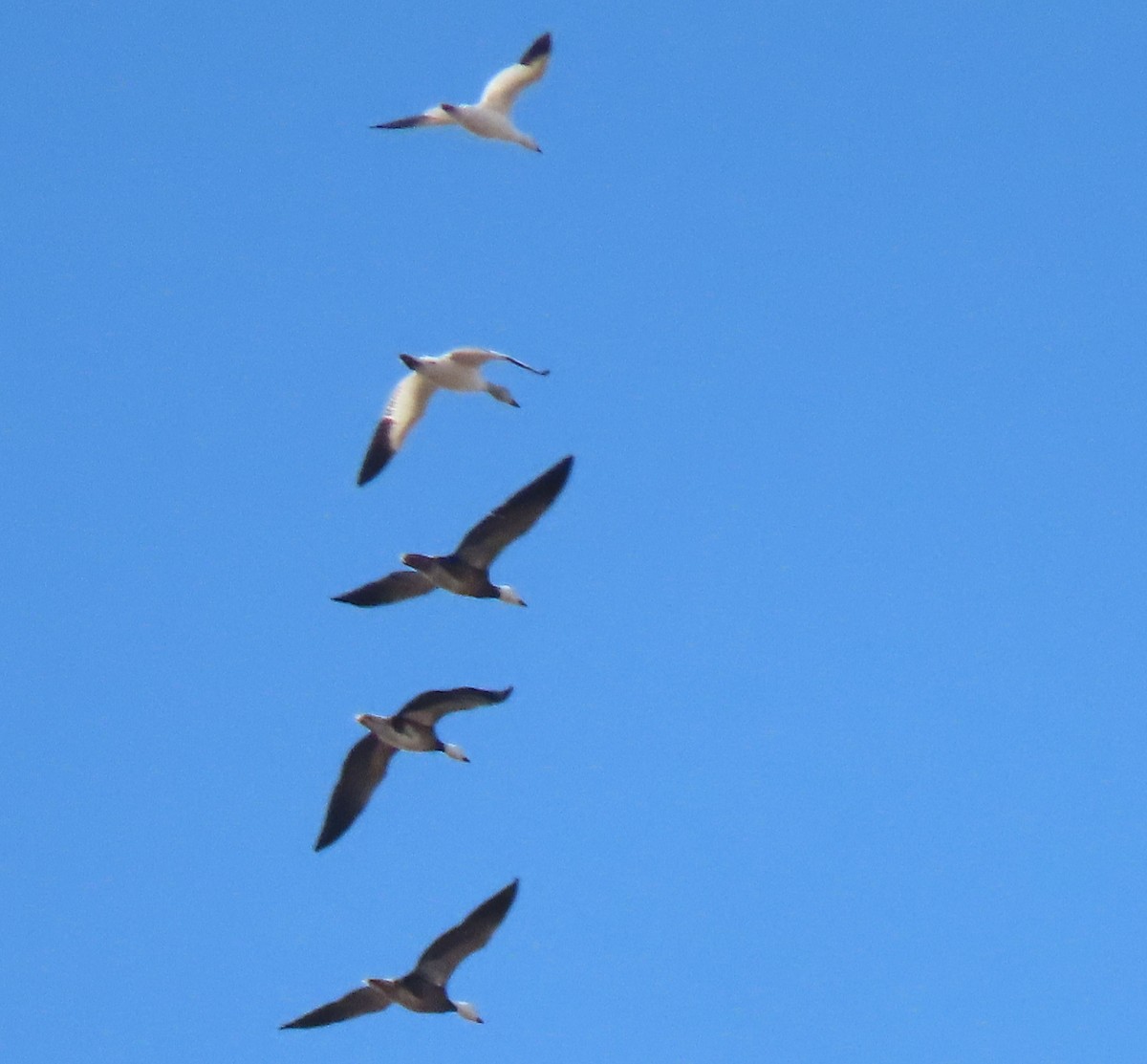 Snow Goose - Laurie Koepke