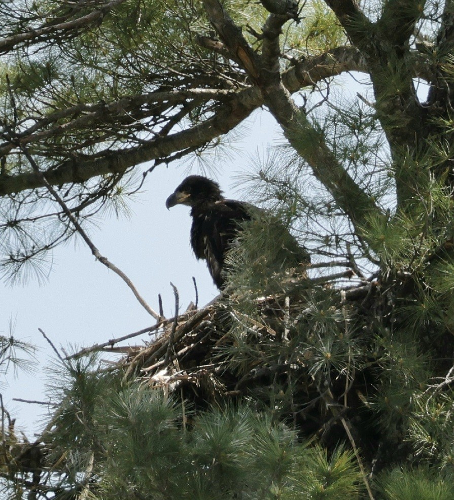 Bald Eagle - Robert Richard