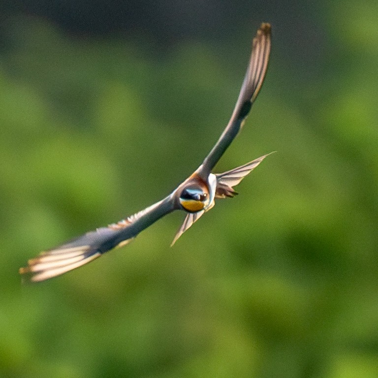 European Bee-eater - Cyril Duran