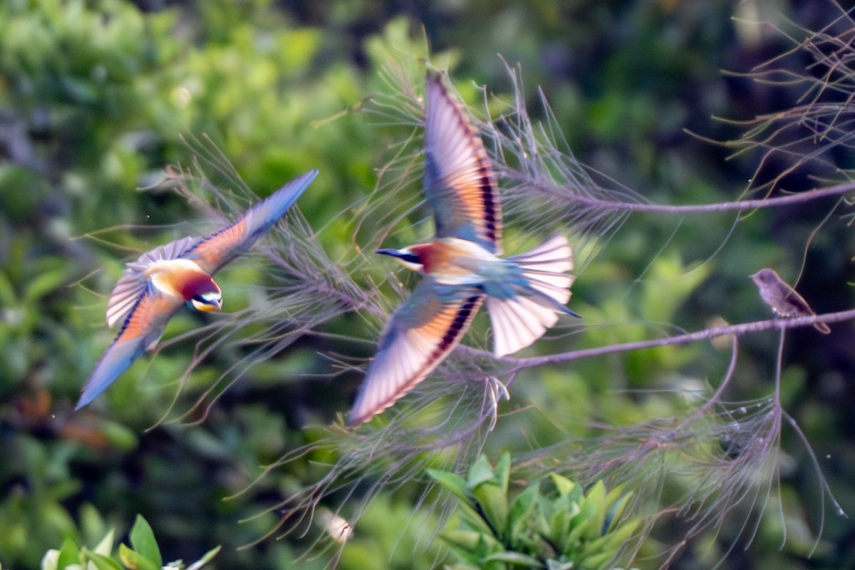 European Bee-eater - ML619229873