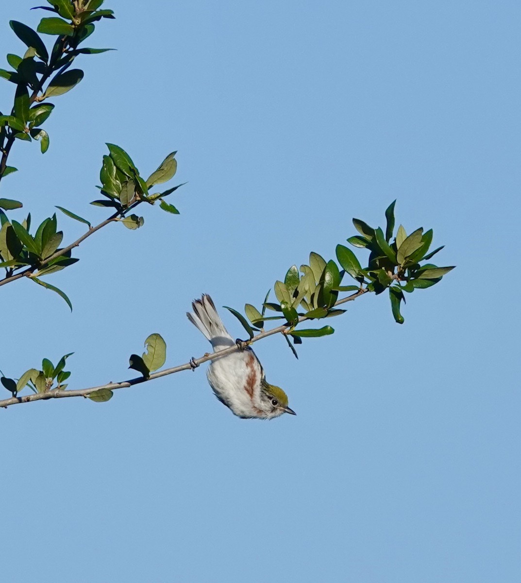 Chestnut-sided Warbler - Celeste Treadway