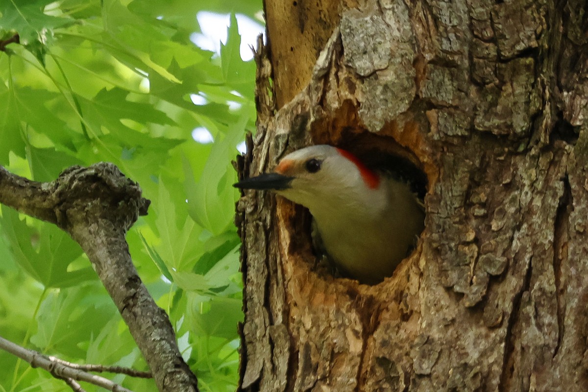 Red-bellied Woodpecker - Paul Prappas