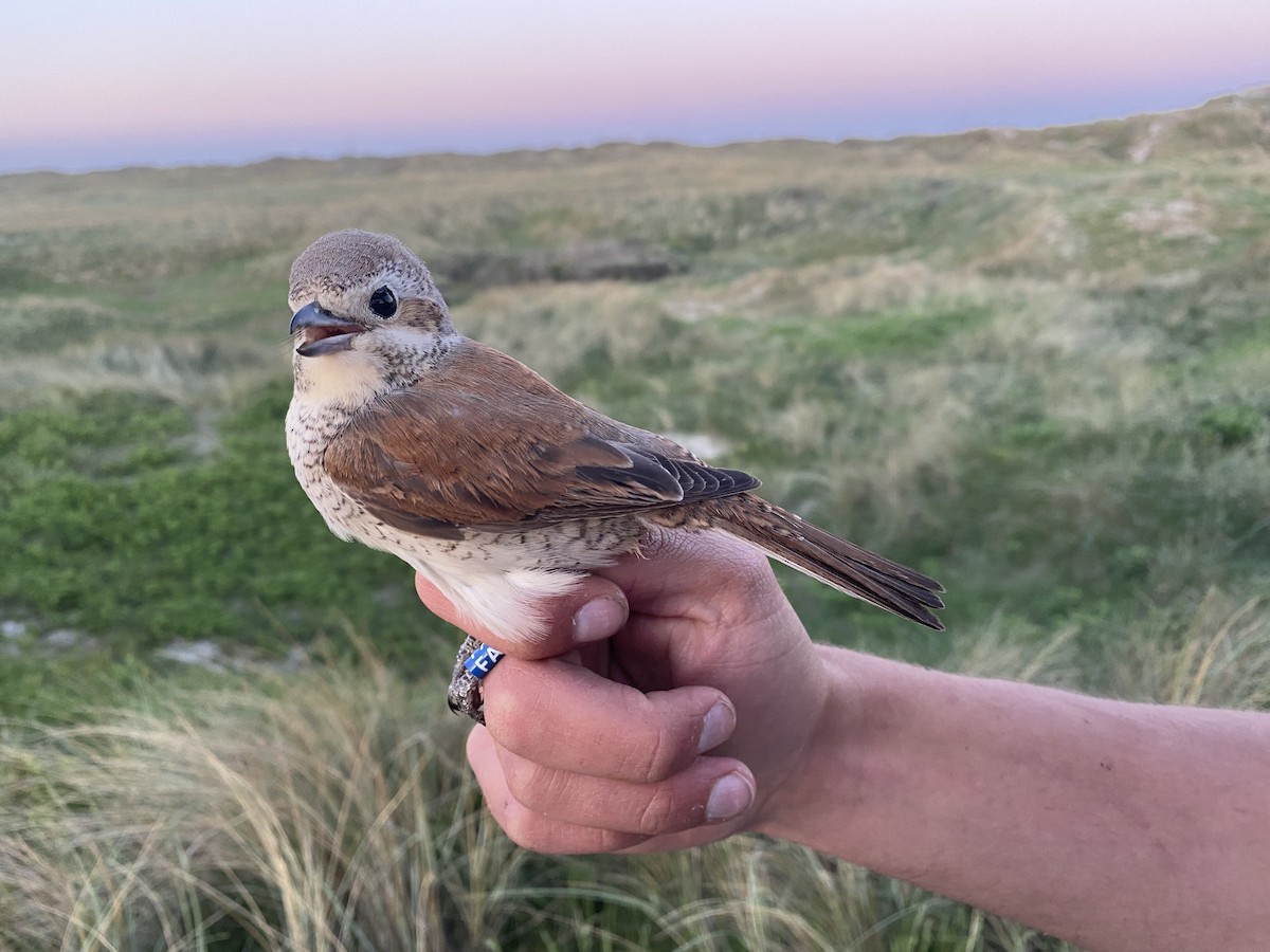 Red-backed Shrike - Lucas Corneliussen