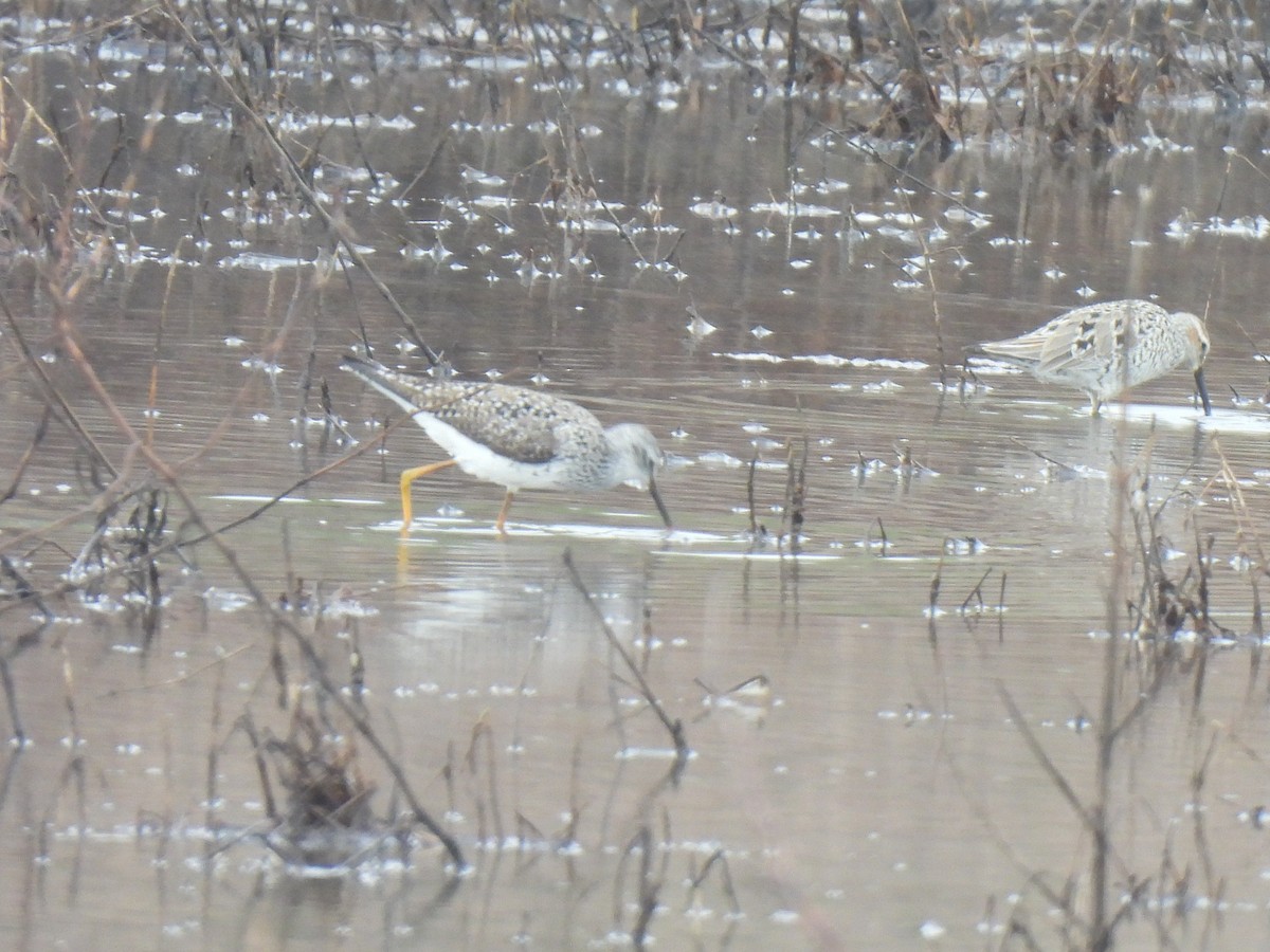 Lesser Yellowlegs - Ed Daniels