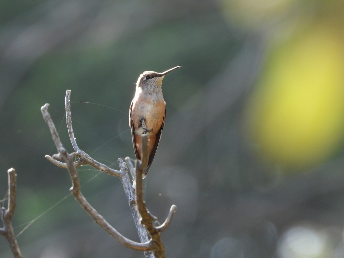Broad-tailed Hummingbird - Manuel Alejandro Rodriguez Martinez