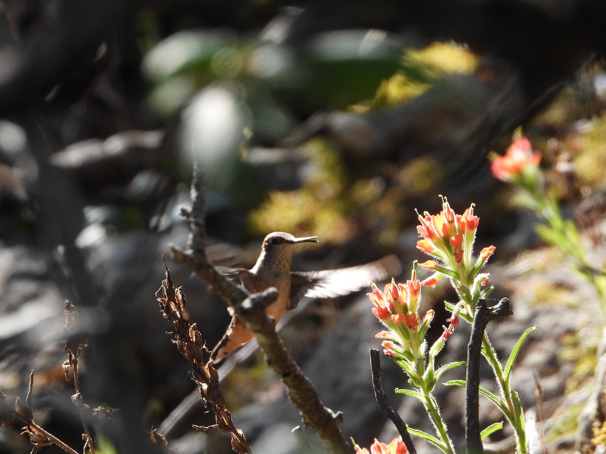 Broad-tailed Hummingbird - Manuel Alejandro Rodriguez Martinez