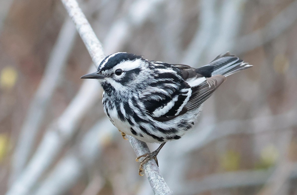 Black-and-white Warbler - Mark Dennis