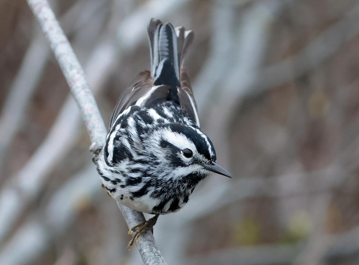 Black-and-white Warbler - Mark Dennis