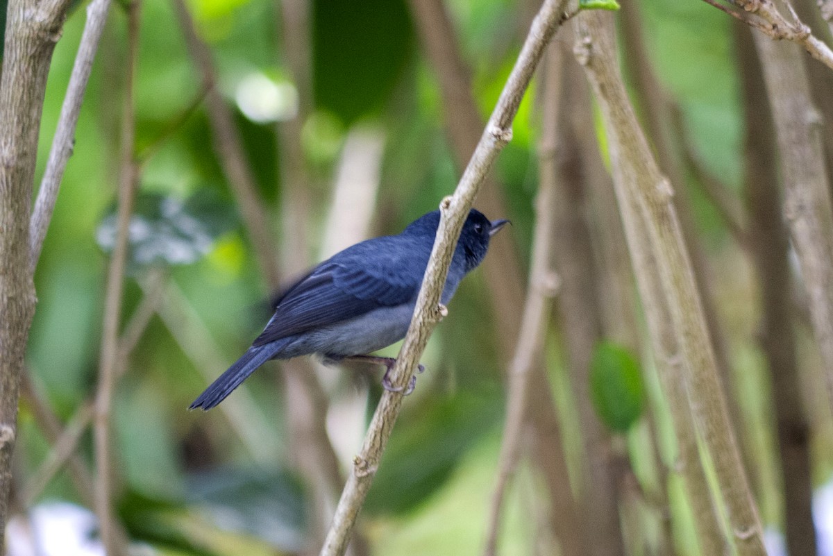 Slaty Flowerpiercer - Brenda Sánchez