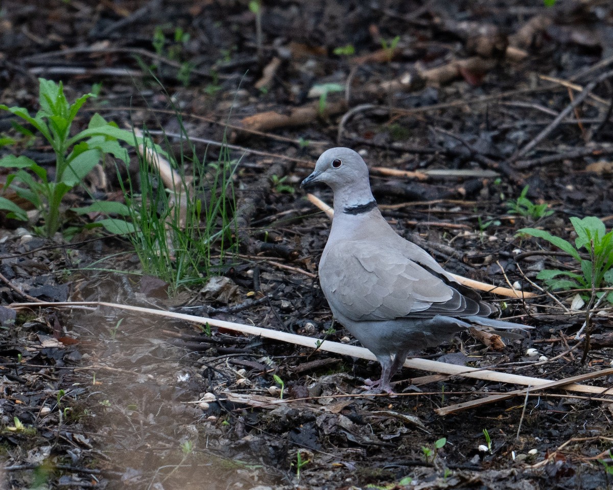 Eurasian Collared-Dove - ML619229924