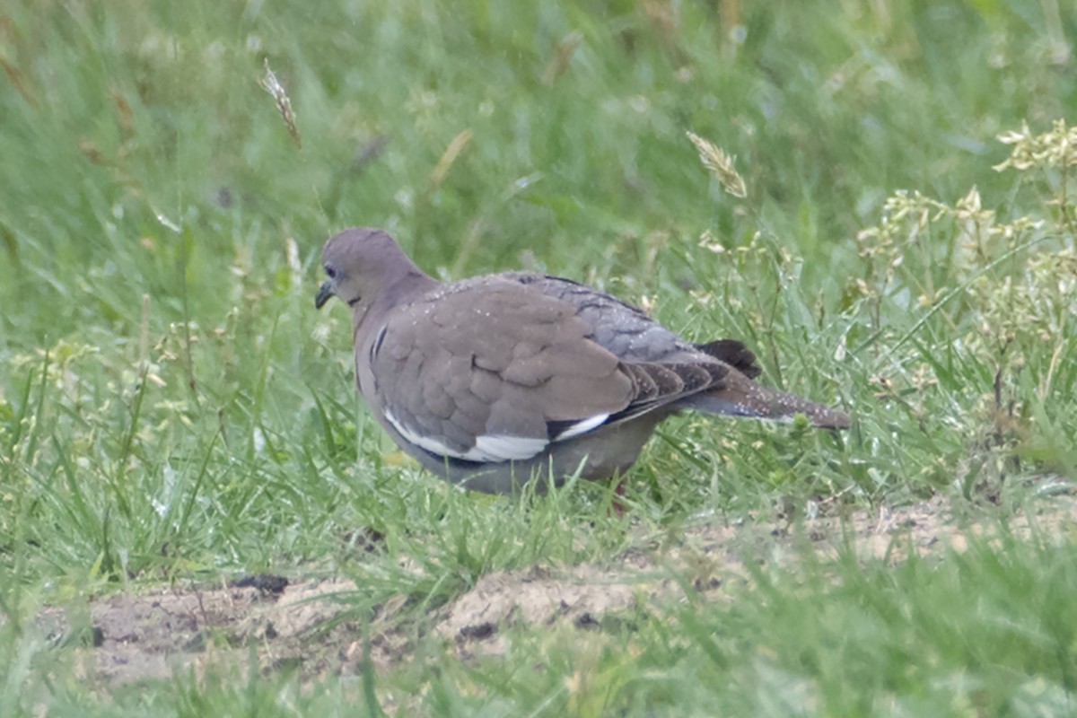 White-winged Dove - James Hatfield