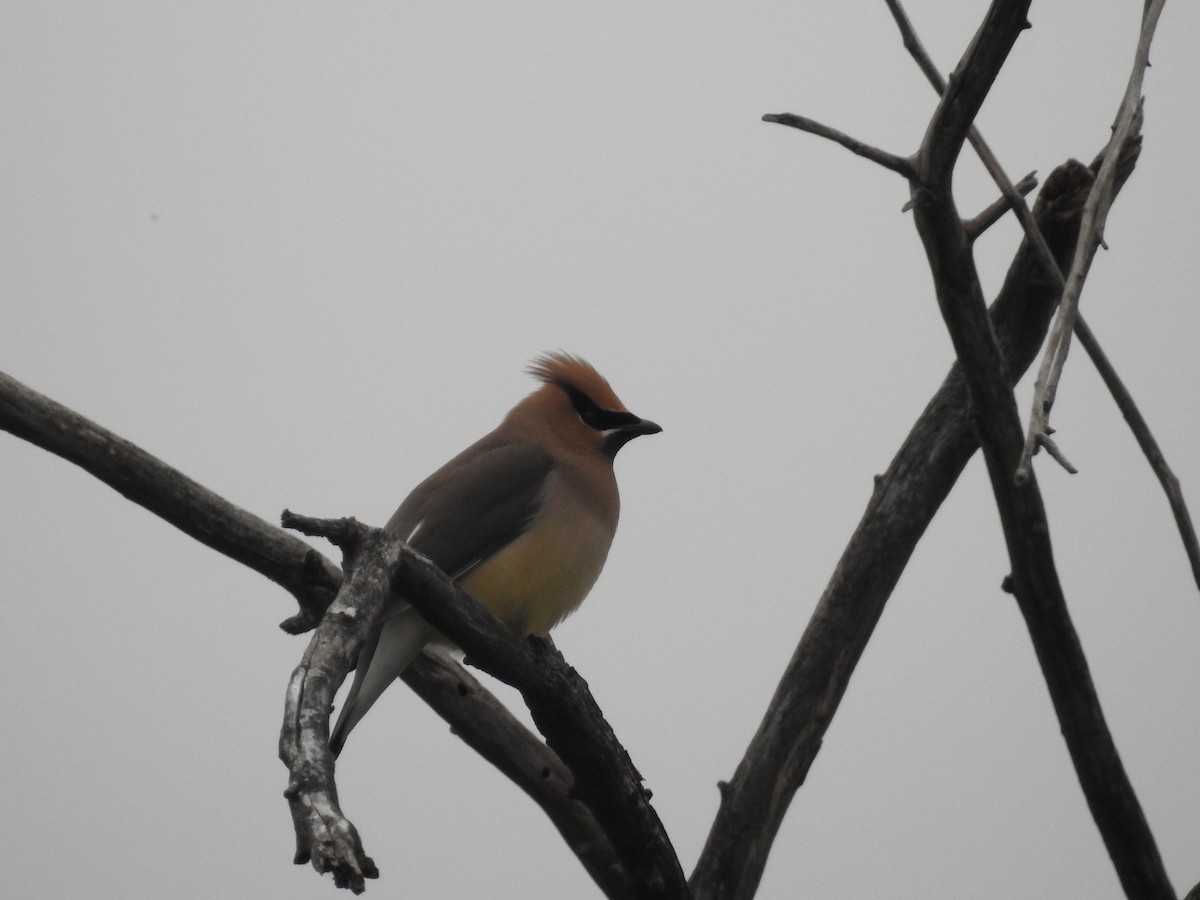 Cedar Waxwing - Peter Erickson