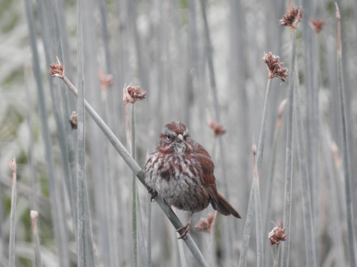 Song Sparrow - Peter Erickson