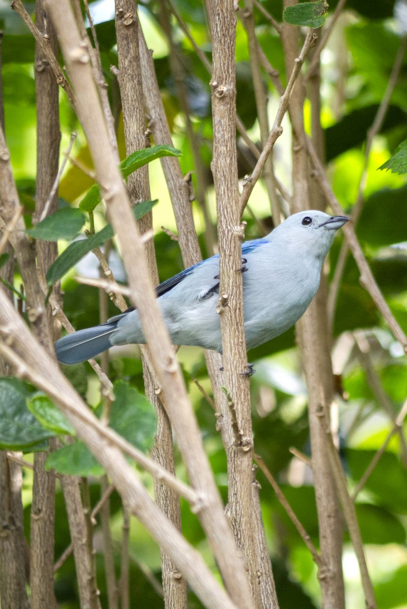 Blue-gray Tanager - Brenda Sánchez