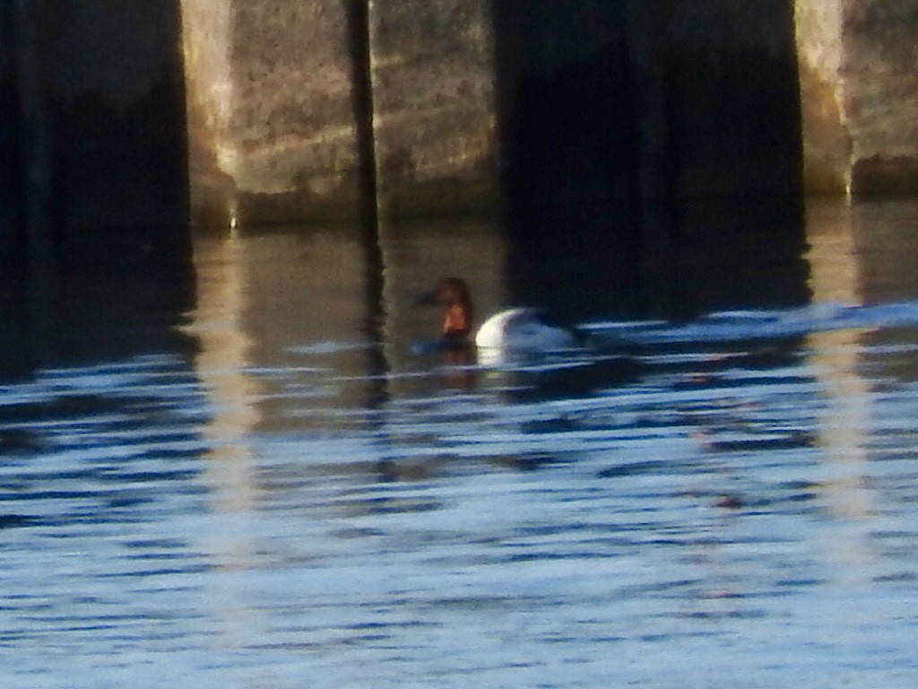 Canvasback - Jill Henemyer