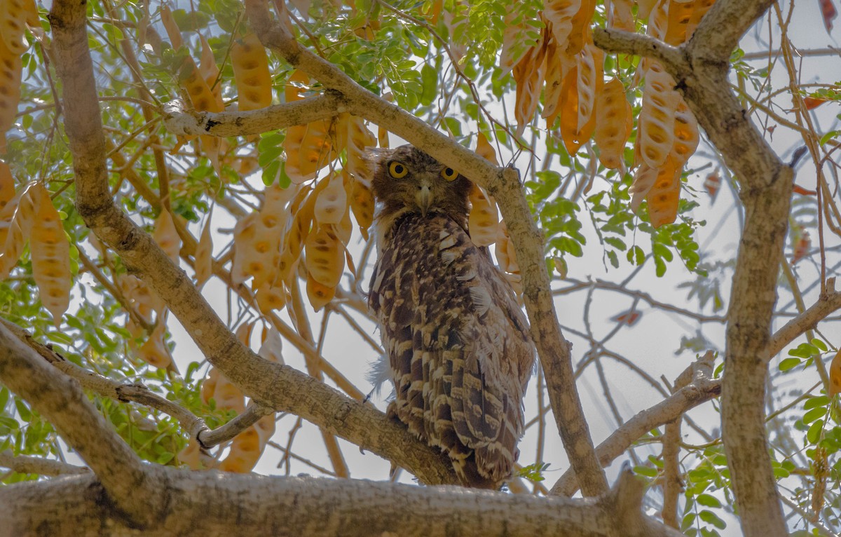 Brown Fish-Owl - Shajan Shaki