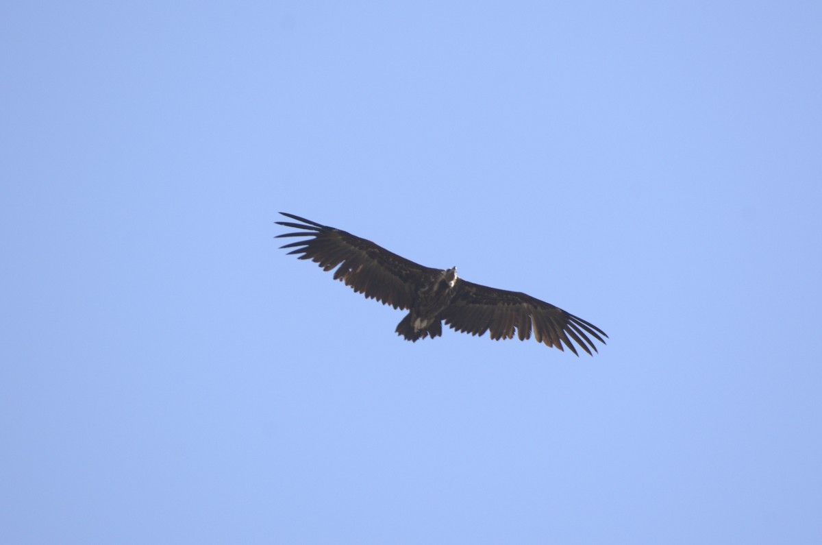 Cinereous Vulture - Umut Özten
