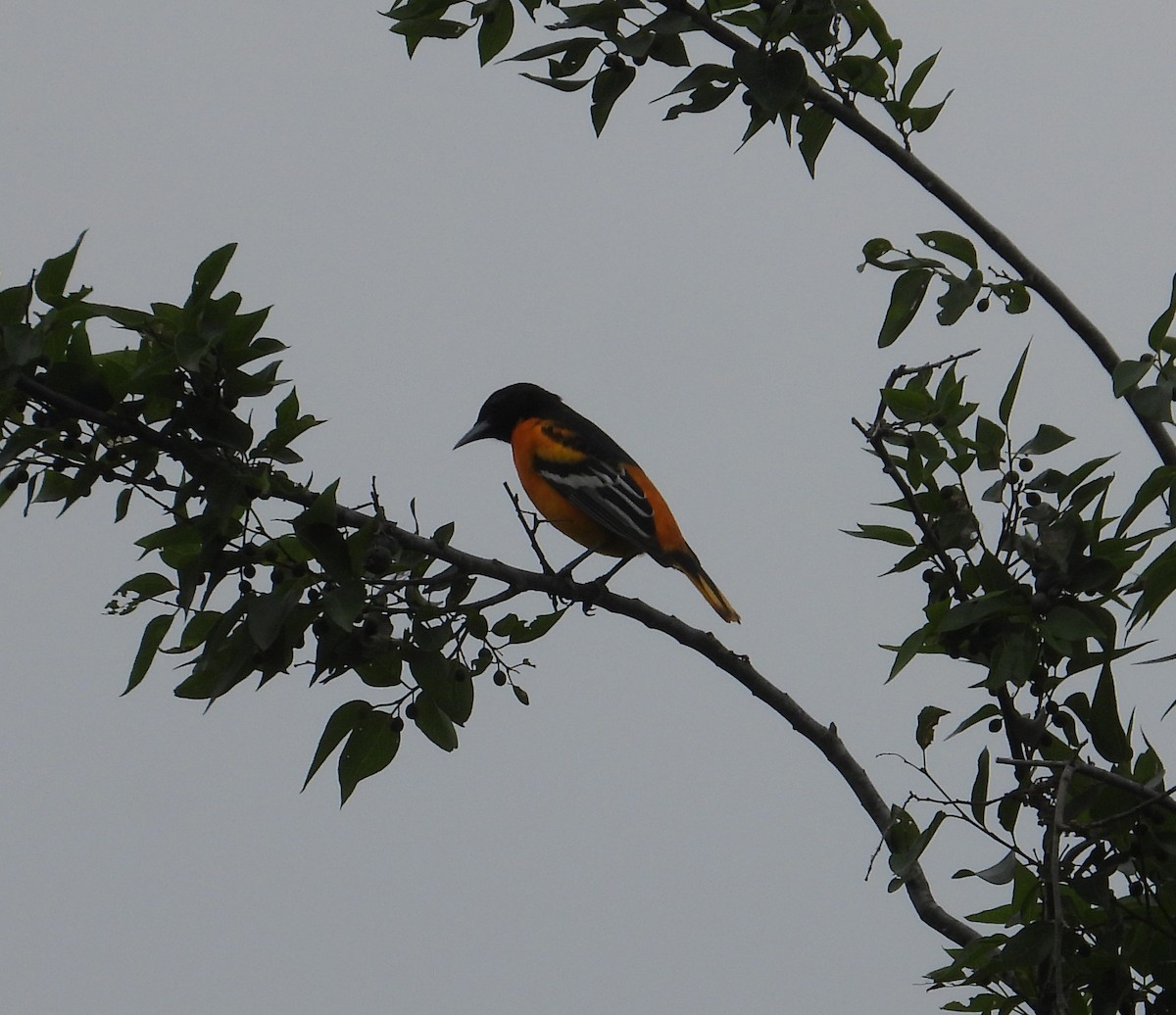 Baltimore Oriole - Jeff Miller