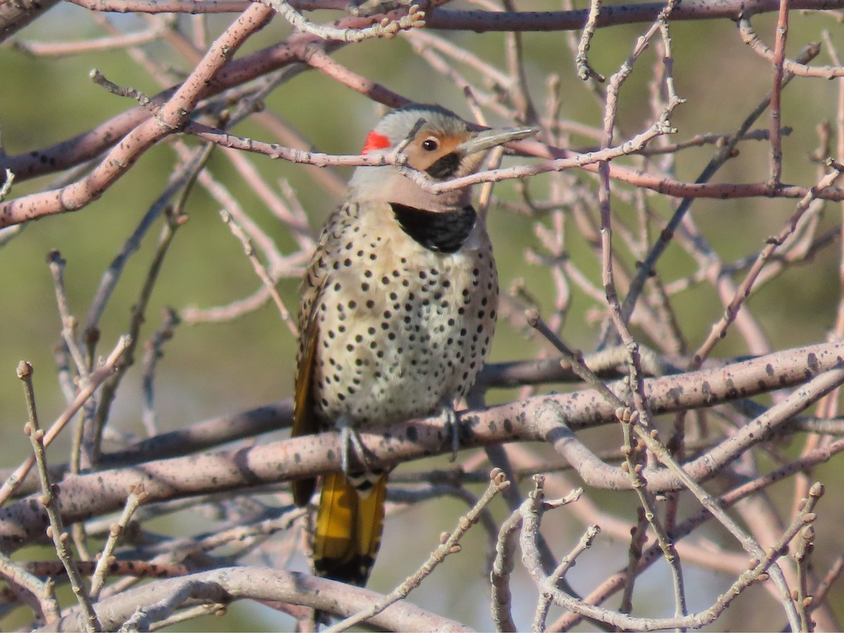 Northern Flicker (Yellow-shafted) - Laurie Koepke