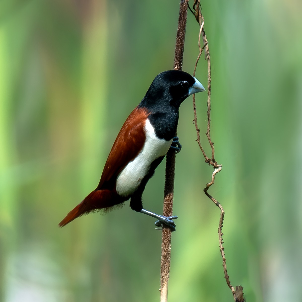 Tricolored Munia - ML619229982