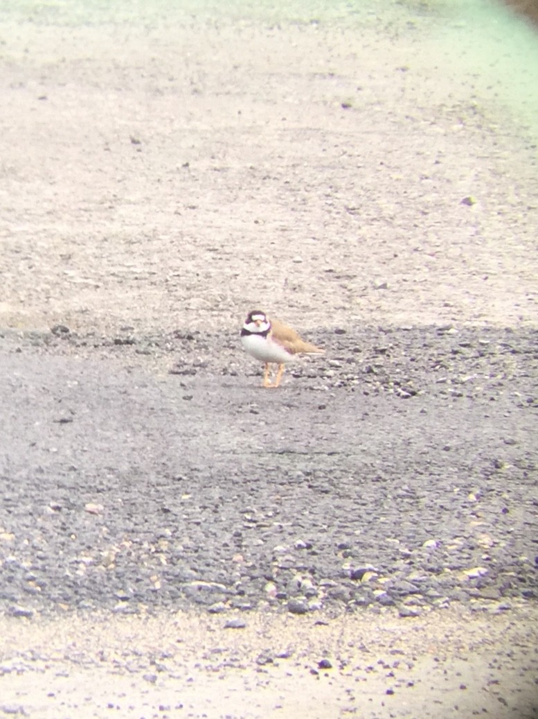 Semipalmated Plover - ML619229987