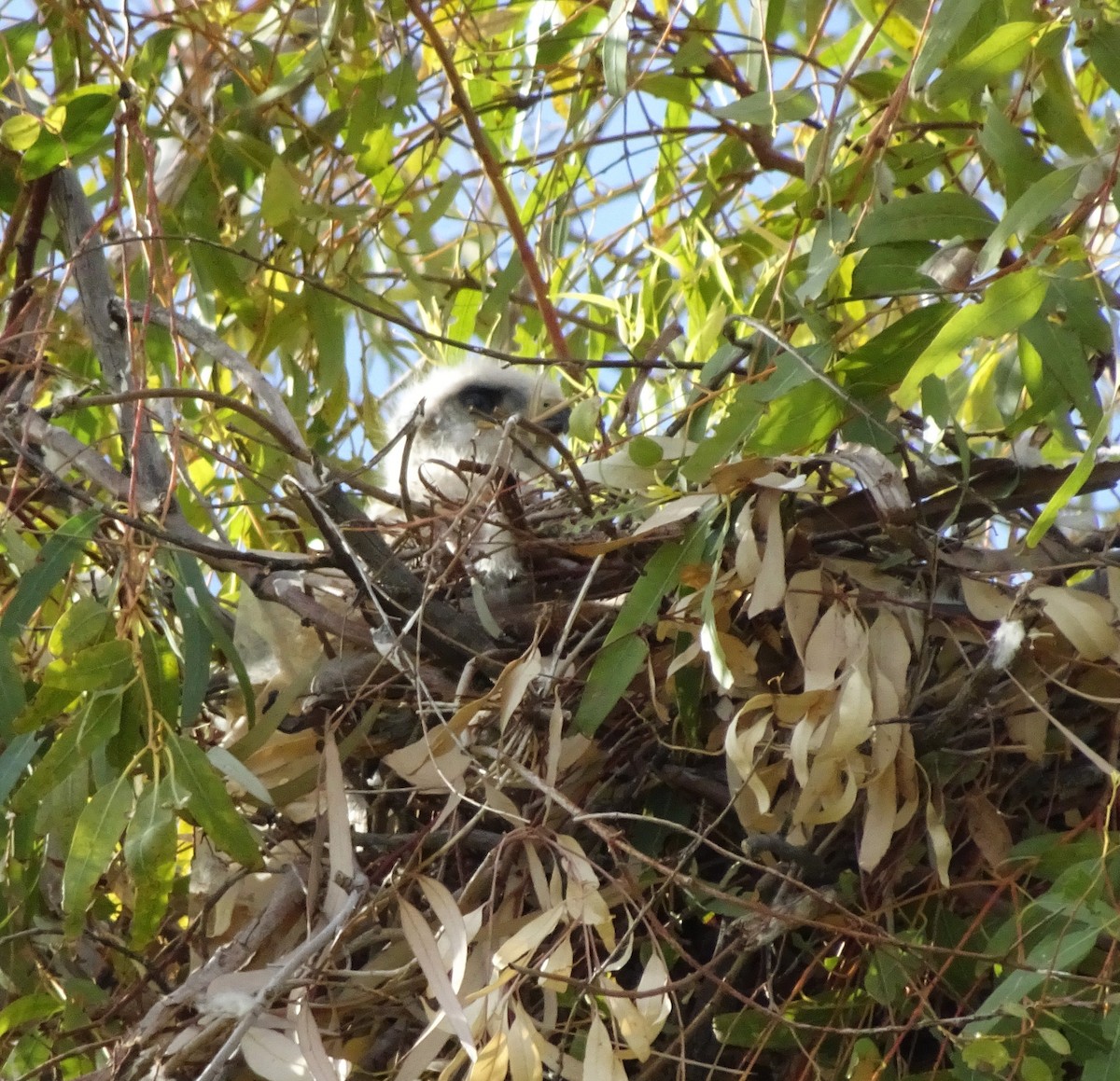 Red-tailed Hawk - Diana Herron