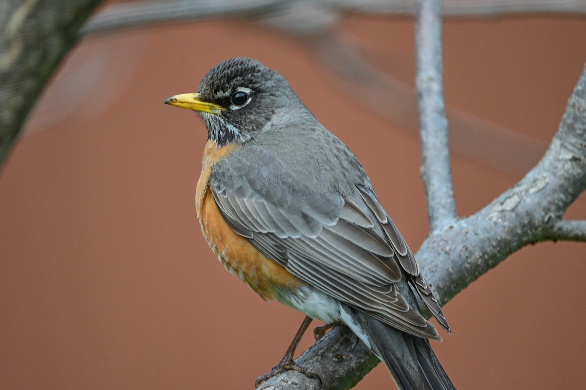 American Robin - Serg Tremblay