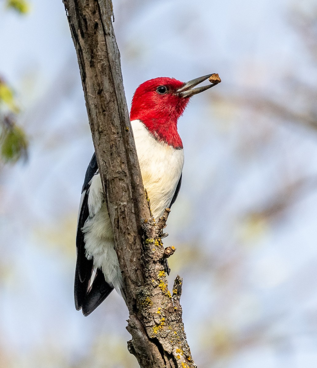 Red-headed Woodpecker - Claude Garand
