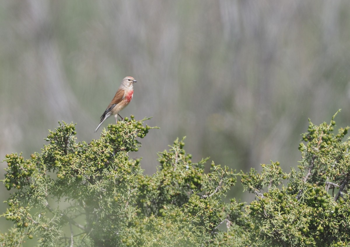 Eurasian Linnet - Stephan Lorenz