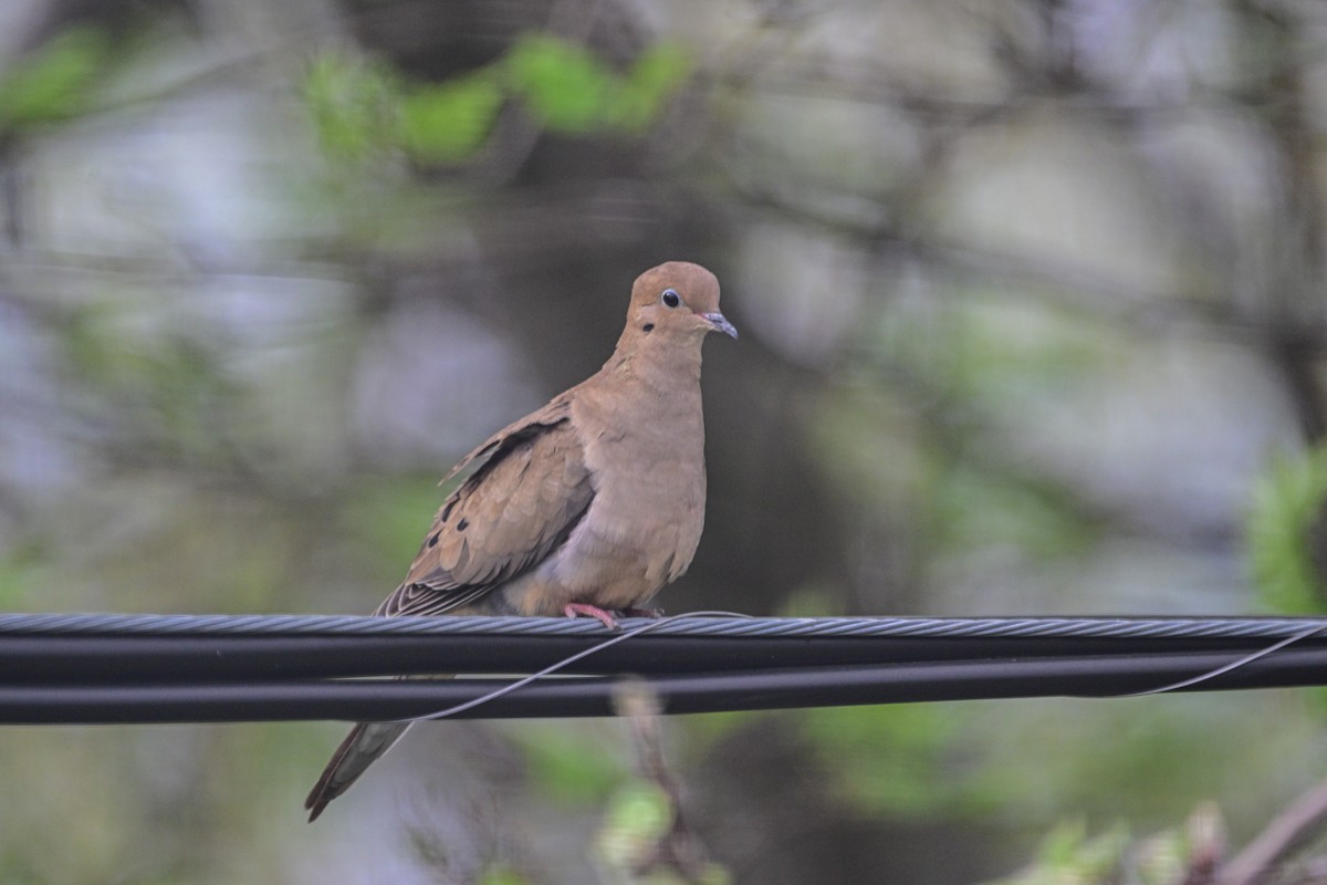 Mourning Dove - Serg Tremblay