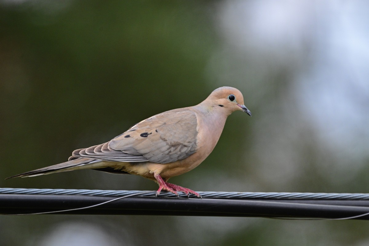 Mourning Dove - Serg Tremblay