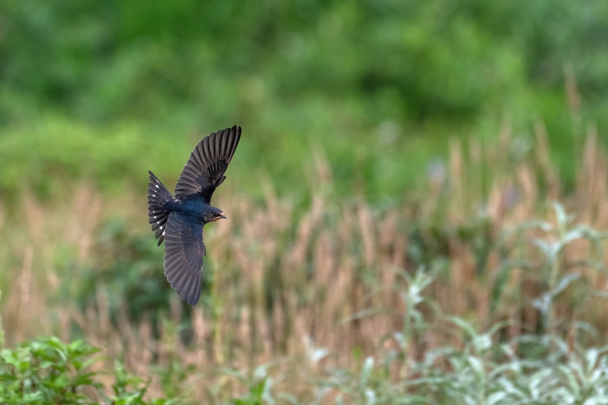 Barn Swallow - Deepak Budhathoki 🦉