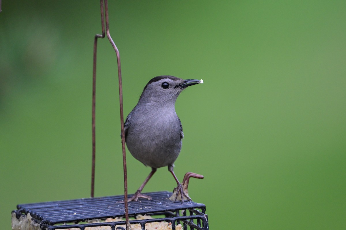 Gray Catbird - Serg Tremblay