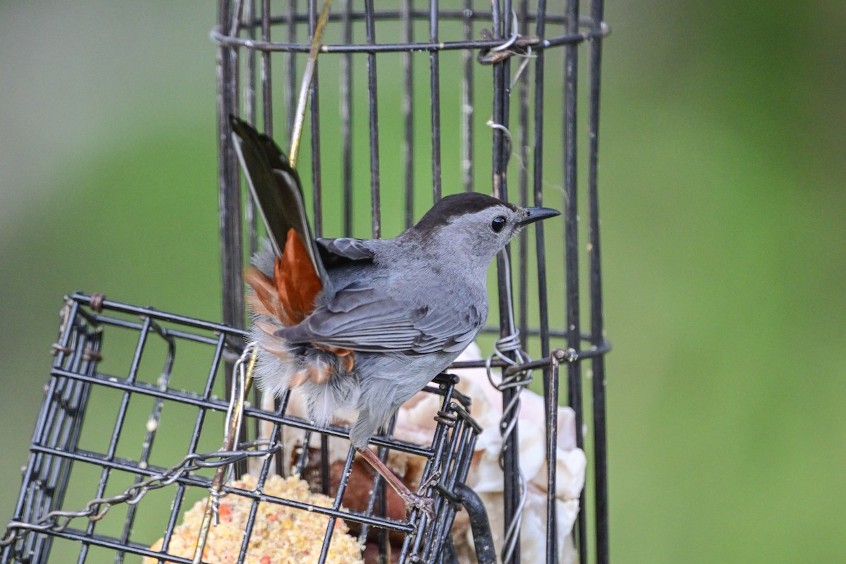 Gray Catbird - Serg Tremblay