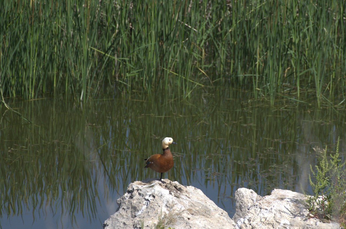 Ruddy Shelduck - Umut Özten