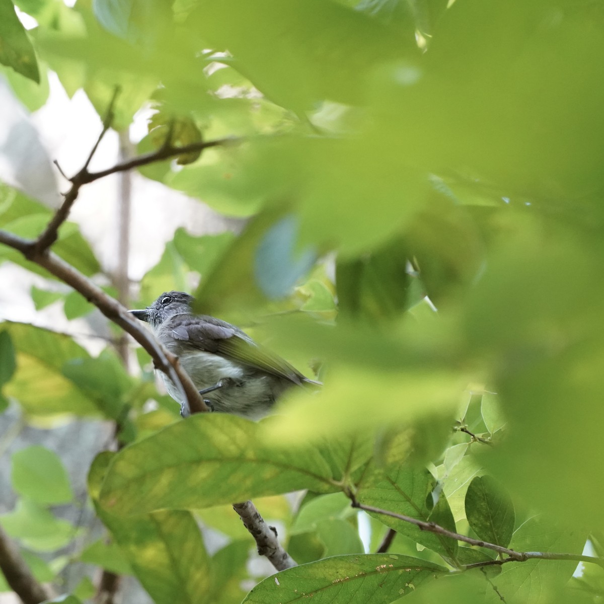 Sumba Jungle Flycatcher - ML619230046