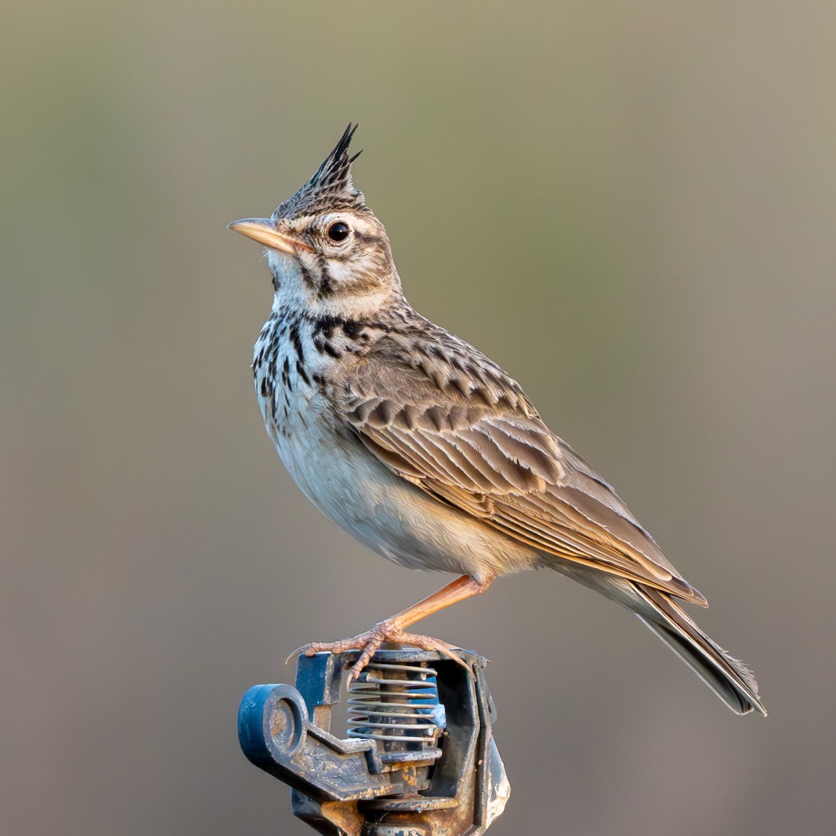 Crested Lark - Cyril Duran