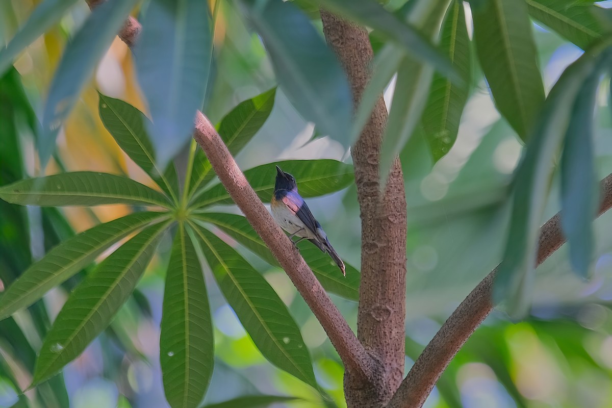 Blue-throated Flycatcher - Kunal Chakravertti