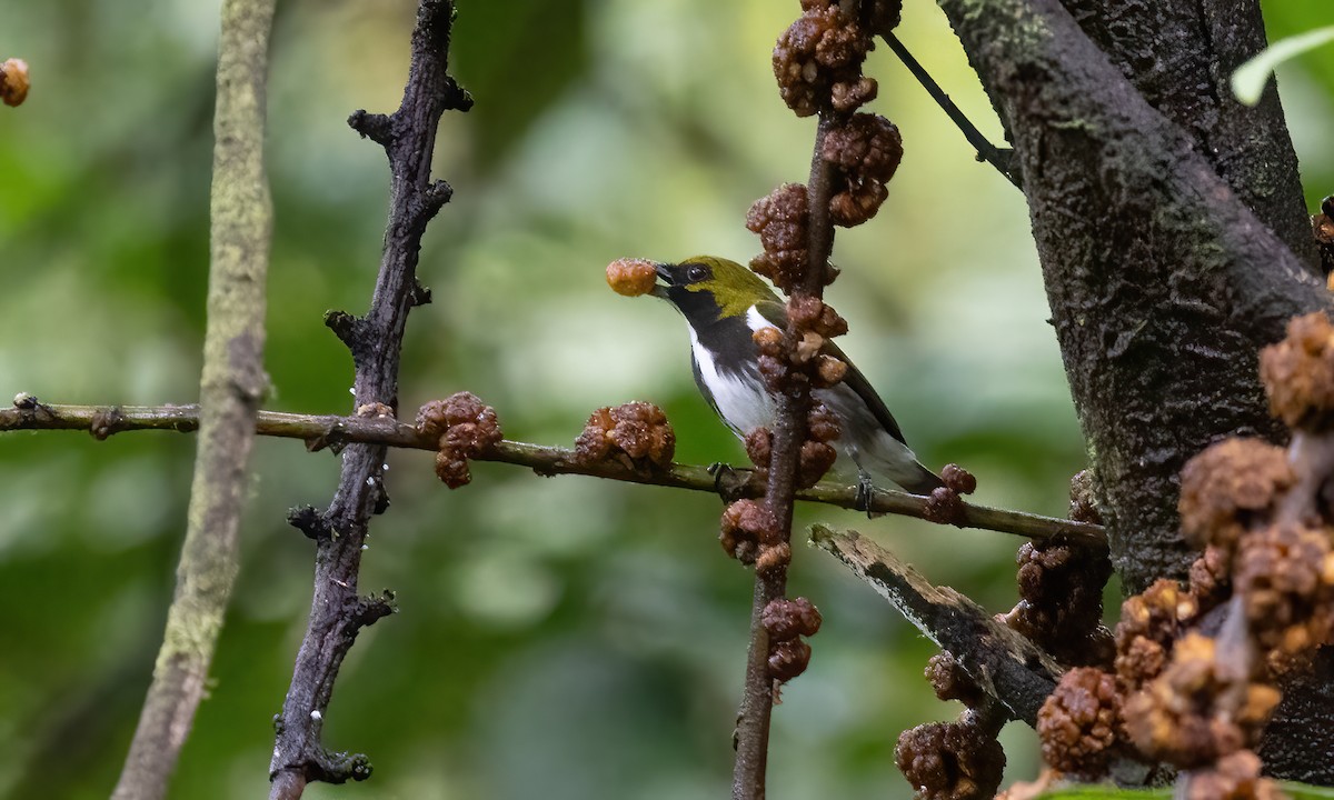 Olive-backed Flowerpecker - Paul Fenwick