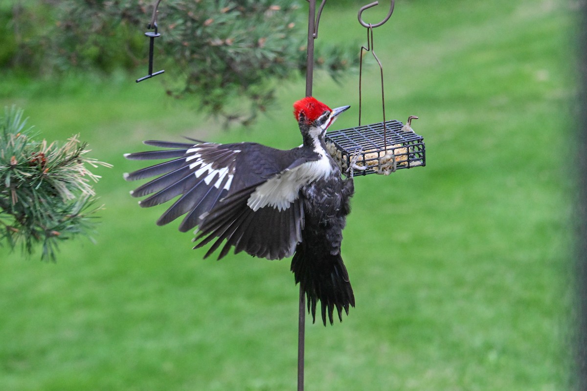 Pileated Woodpecker - Serg Tremblay